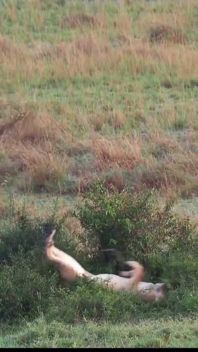 🔥 Lions usually maintain their elegance and balance when leaping. Not this time