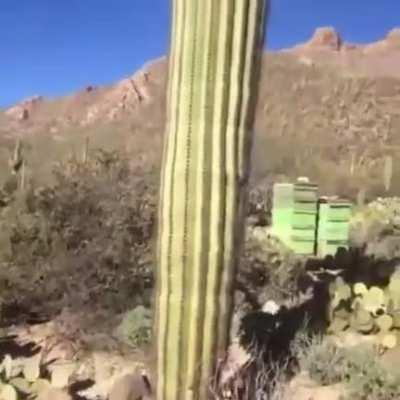 WE PRAISE YOU GREEN MOUNTAIN MEN, WAVING MANY HANDS MADE OF MONEY. SAY HELLO TO YOUR BROTHERS!