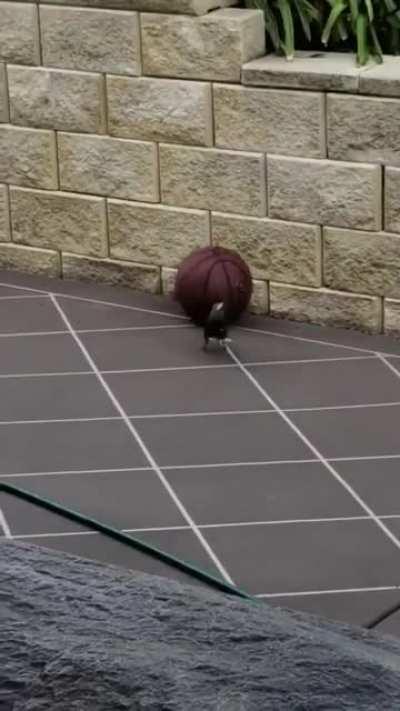 🔥 Bird playing with a basketball