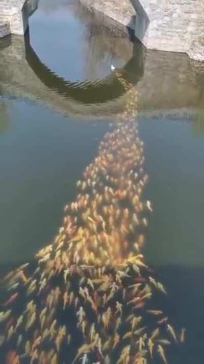🔥 A school of fish following a duck