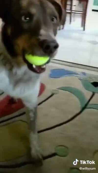 Disco Dog tapping to the Hustle