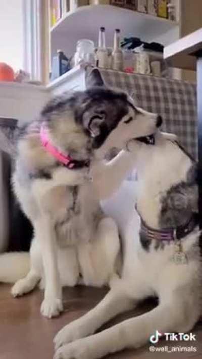 It's not normal 😂