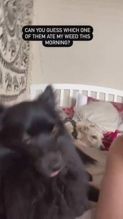 no puppers were harmed in the making of this video (one was however, super high)