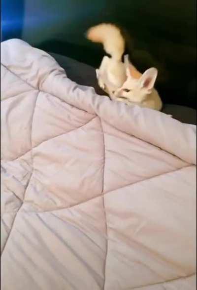 Firefox has encountered.... Belly scritches