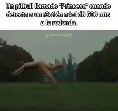 BeelcitosMemes - Video #8448