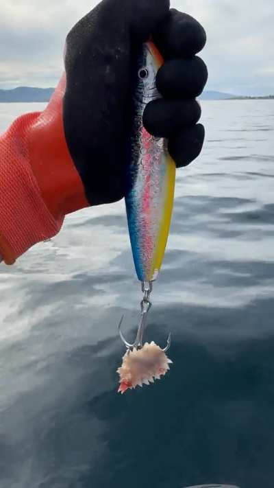 Caught this weird deep-sea creature while fishing in Northern Norway (150m depth) – any idea what it is?