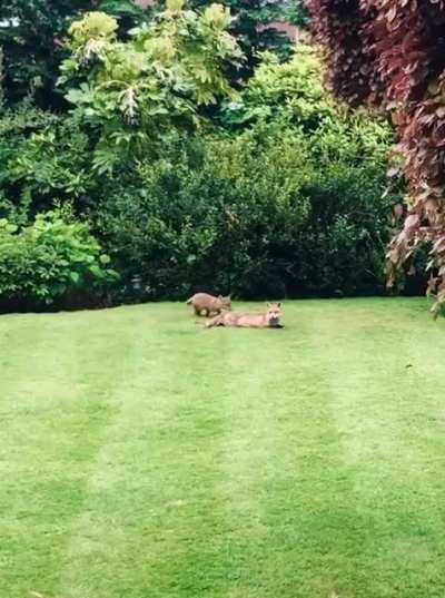 Daily Commando Training.