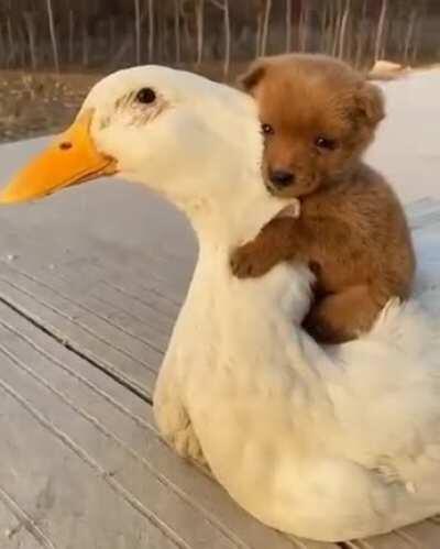 When covid is over everyone is going to need a hug like this, take notes