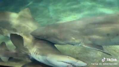 Good buddy shark saving his other shark friend