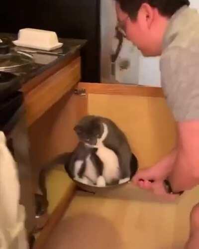 Making catloaf in a wok