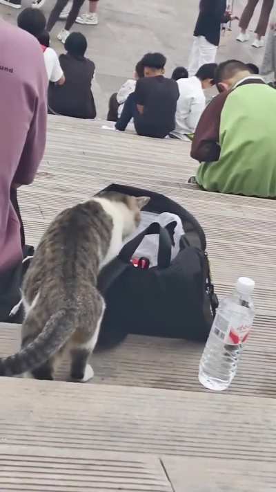 Little dude saw an opportunity and took it