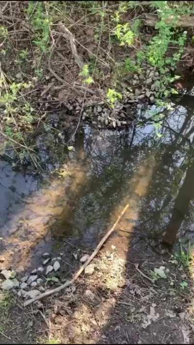 LOW FREQUENCY frogULATOR