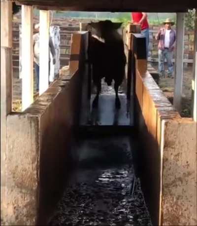 Bull Takes A Flea Dip