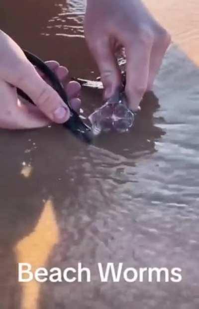 Australian beach worm