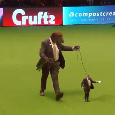 Blursed_dog_show