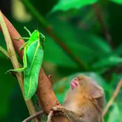 Me, every time the candles go green