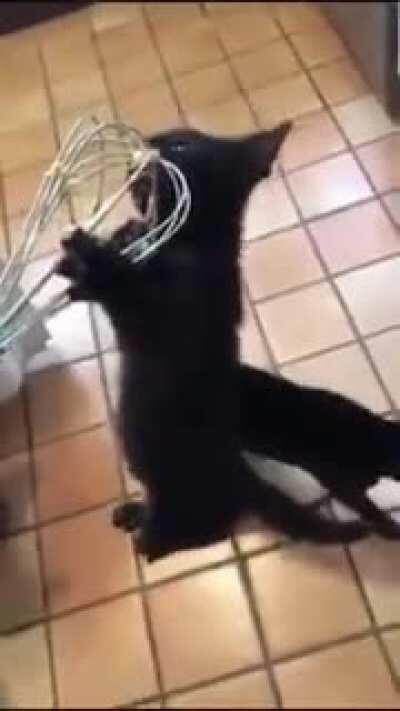 The new Dishwasher is really cute