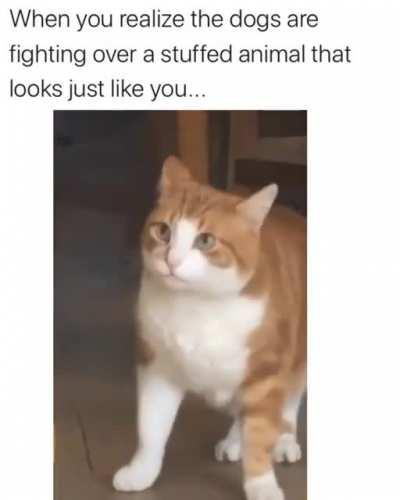 Cat seeing one of its lives flash before his eyes