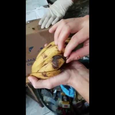 Drugs smuggled inside bananas in Brazil