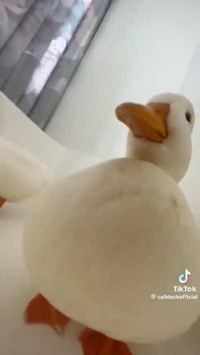 Duck 
