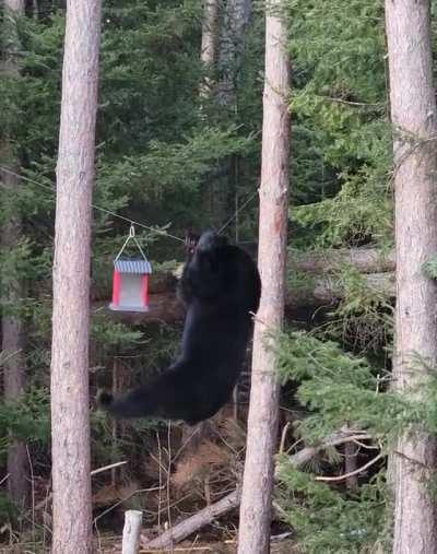 When a new bird species visits your bird feeder