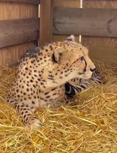 A cat always remains a cat😍🐆