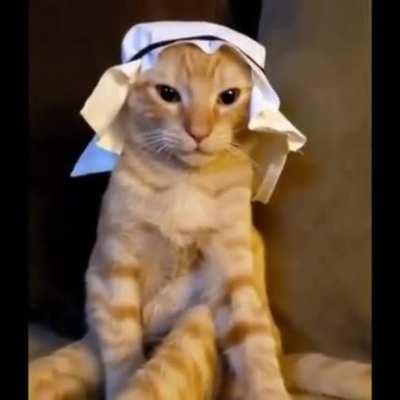 Gato egipcio 🤑🙏🔥🔥