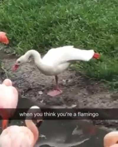 To be a flamingo