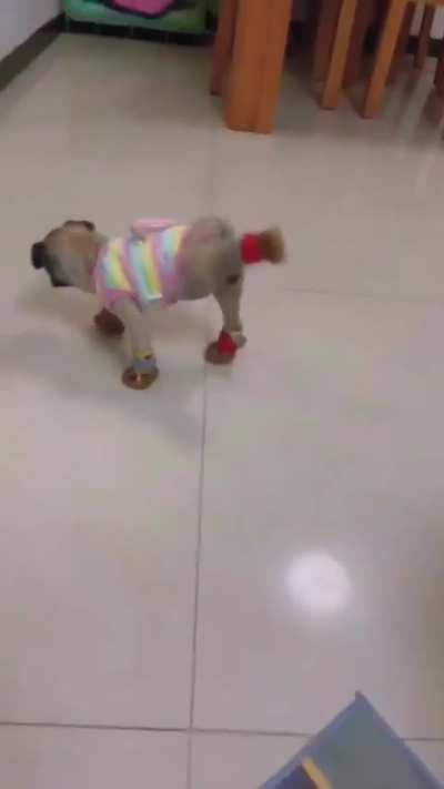 He doesn’t like his new shoes 🤣😂