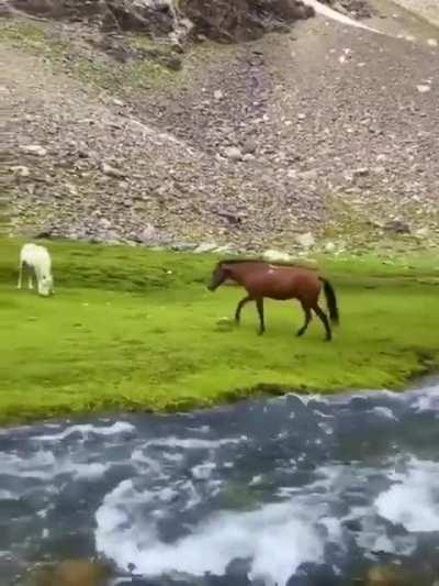 🔥 Wild Horse in Afghanistan 🔥
