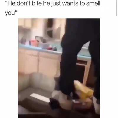 When you have guests over and don't know how to train your dog