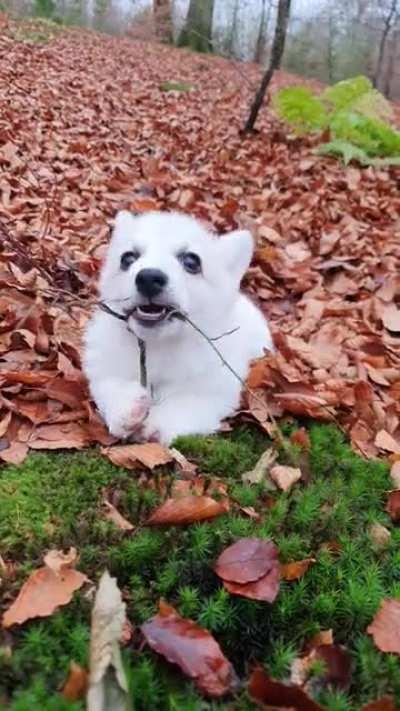 FeRrOus WoLf mAulS All trEes iN tHe eNtiRe ForResT, leAviNg sheLteRleSS BeAveRs tO FreEze!