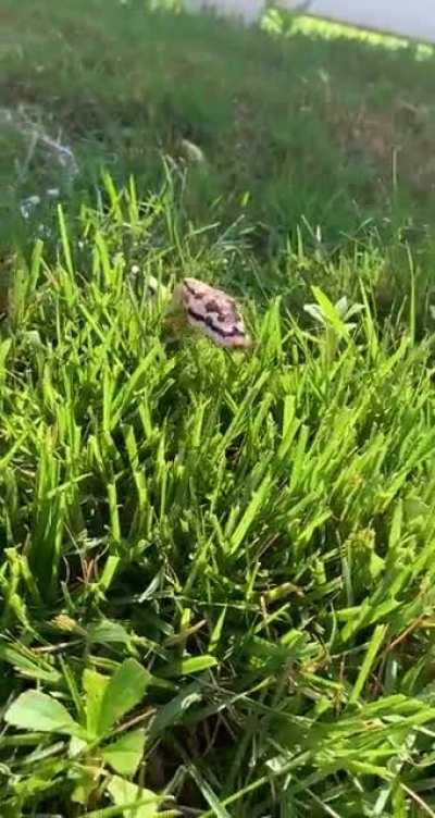 Baby snek does a hecking explore