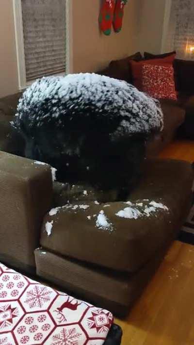 Newfoundland Igloo Dog
