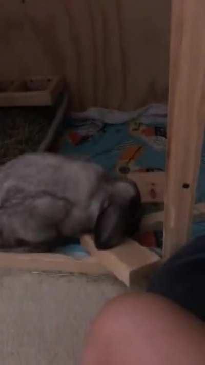 When I tell him no more pellets