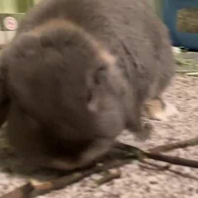 Gary, “Let me know if you need an apple tree pruner”