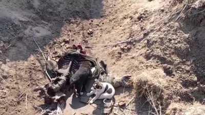 (EXTREMELY GRAPHIC) Puppies munching on an orc's carcass