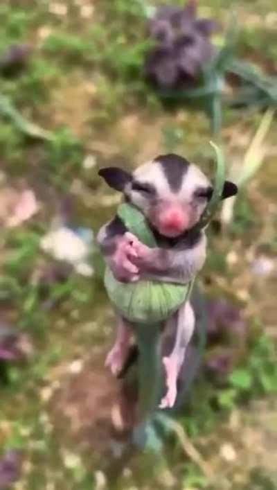 🔥 Sugar glider taking a nap on leek bud