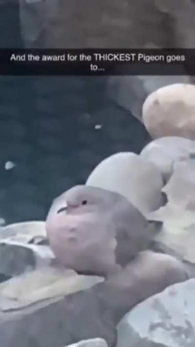 I thought it was one of the rocks at first