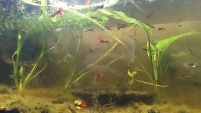 I need to re identify their strains