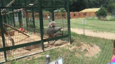 WCGW if I taunt this monkey
