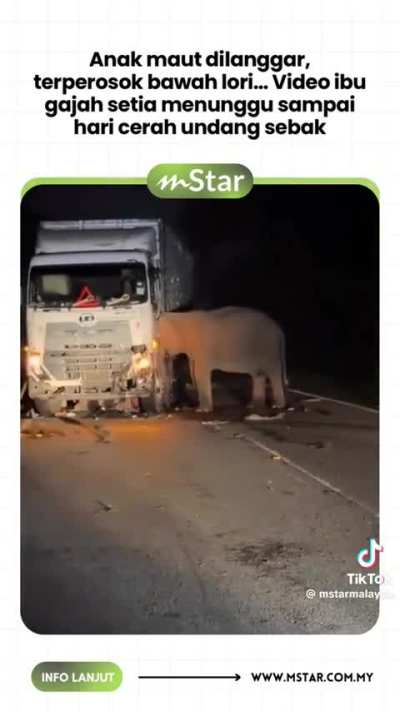 Mother's Day tragedy: female elephant 