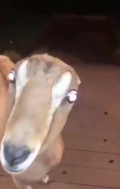 Animal that can knock on your door in the middle of the night