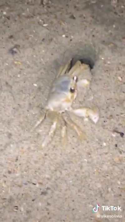 Don’t mess with crabs