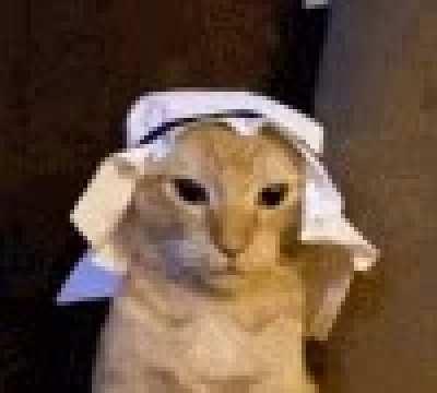 Douse habibi cat with your upvotes