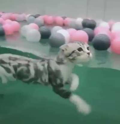 I'm coming for you Phelps!