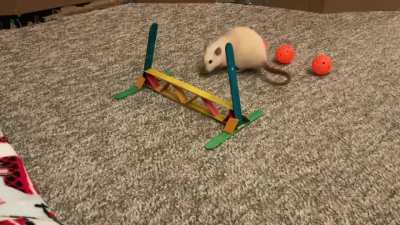 My amazing pet rat Popcorn doing some scent work!