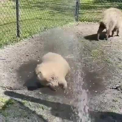 Capibara bañándose 🚿