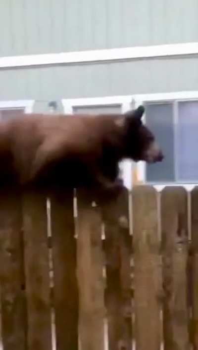 That’s a really big squirrel