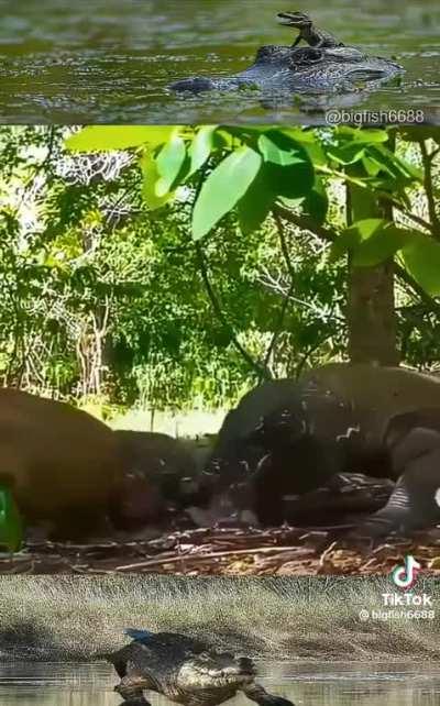 Komodo dragon eats baby deer straight out of the mother while giving birth